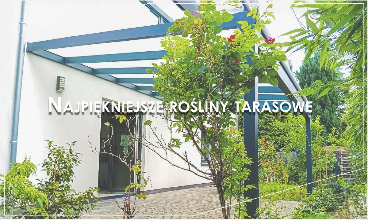 najpiękniejsze rośliny tarasowe